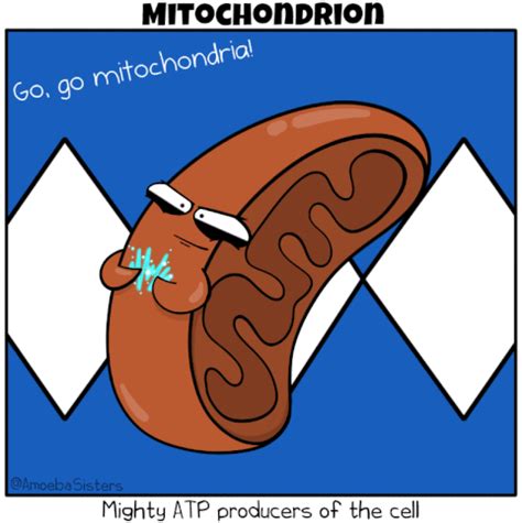 Cell Respiration Animation