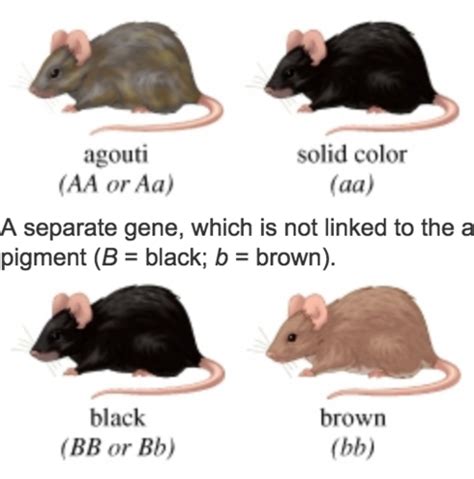 Genetics-242 Ch 4 Flashcards | Quizlet