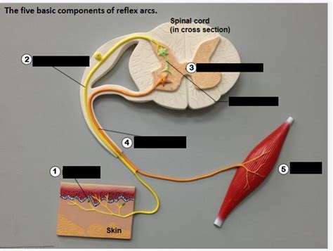 Components of a Reflex Arc Diagram | Quizlet