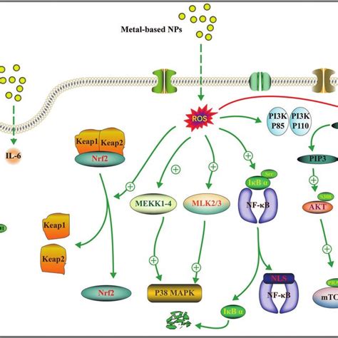 Typical mechanism of cytotoxicity induced by metal-based NPs ...