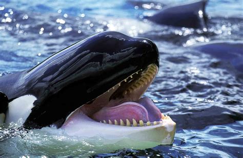 Killer Whale (Orcinus orca) - Wildlife Explained