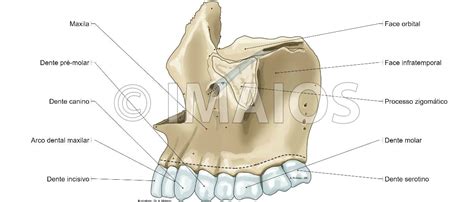 Maxilla-Cranium: Infraorbital canal, Infraorbital foramen, Anterior ...