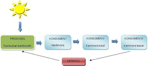 Pengertian Komponen Biotik dan Macam-macam Contoh Komponen Biotik