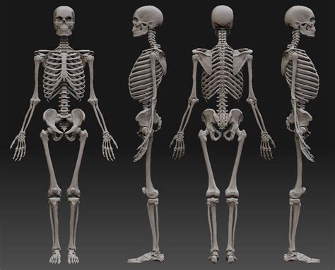 attachment.php (1157×936) Human Skeleton Anatomy, Skeleton Body ...