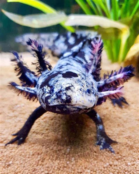 Mosaic Axolotl: The Complete Guide To Care Your Aquarium Pet