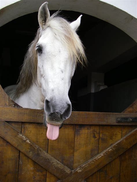 Sweet horse Free Photo Download | FreeImages