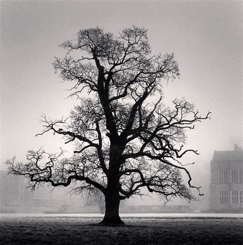 Timber! Michael Kenna's magical trees – in pictures | Tree photography ...