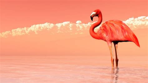 Pink Flamingo Wallpaper Wall Mural