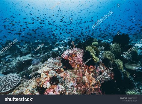 Sea Bed Coral Reefs Mabini Batangas Stock Photo 2044739537 | Shutterstock