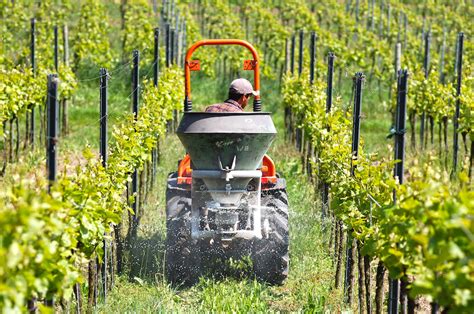 Harvesting Grapes – Hook & Ladder