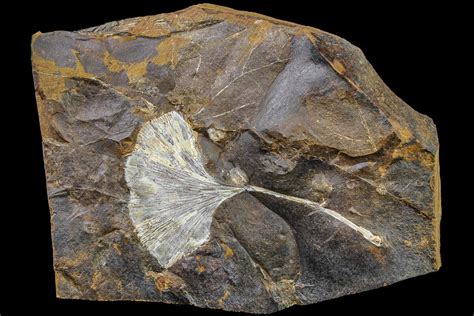 3.2" Paleocene, Fossil Ginkgo Leaf - North Dakota (#161650) For Sale ...