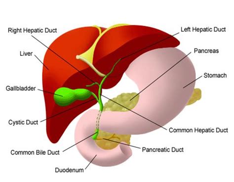 apa itu gallbladder