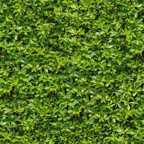 Premium Photo | Seamless Tileable Texture of Green Bush.