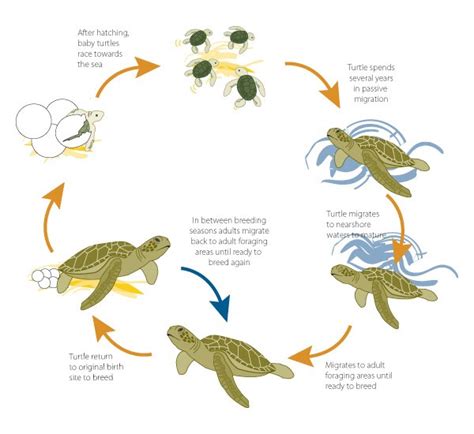 Life Cycle Of A Turtle