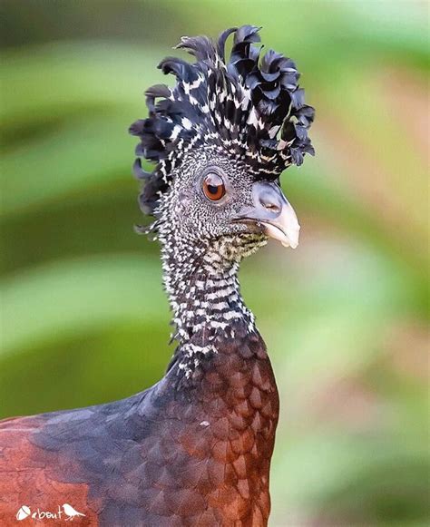 Great Curassow | Веселые животные, Животные, Птицы