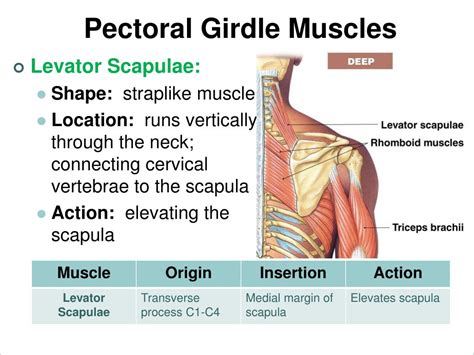 Muscles Of The Pectoral Girdle