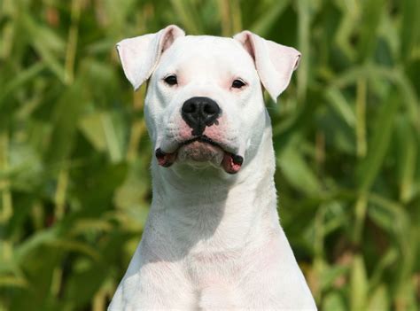 Dogo Argentino | Dog Breed, Description, Temperament, & Facts | Britannica