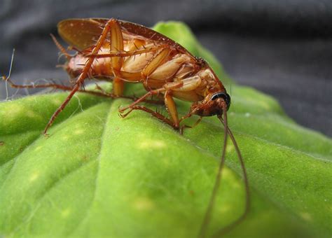 Cockroach Pest Control Sydney • Pest Control Today