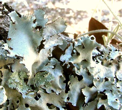 Foliose Lichens