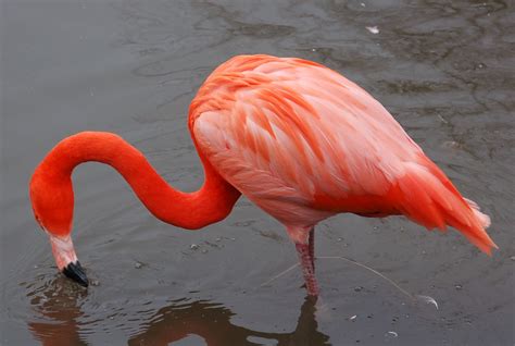 Flamingo Birds Free HD Wallpapers And Bio - Everything 4u