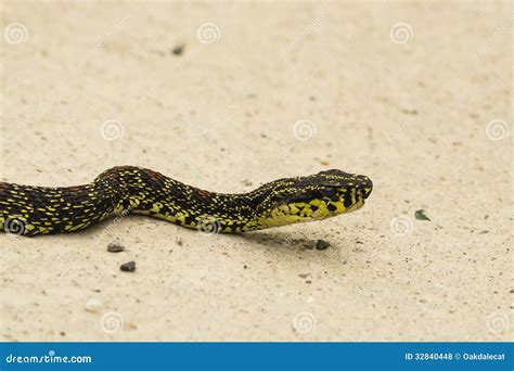 Chinese Venomous Snake Closeup: Red Spotted Pit Vi Stock Photo - Image ...