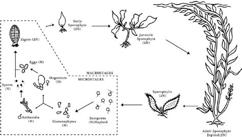 Macrocystis Drawing