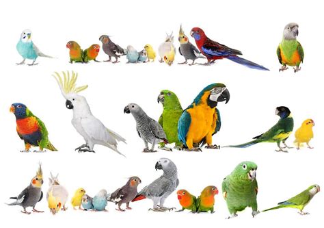 Parrot Species - Parrot Species - Parrot Breeds