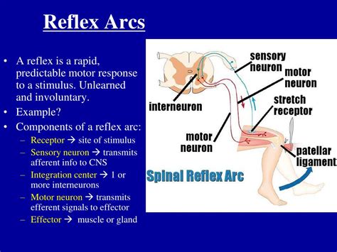 PPT - Brain Stem PowerPoint Presentation, free download - ID:3772692