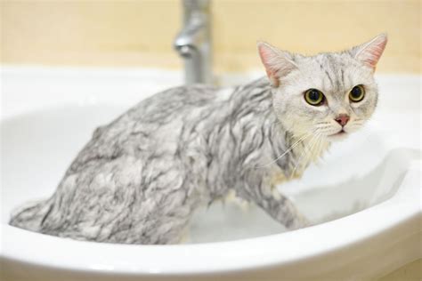 How to Bathe Your Kitten or Adult Cat