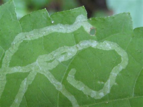 Leaf Miner: An Artist's Journey - Anita Sanchez