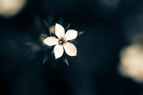 3840x2160 Resolution Macro White Flower Plant 4K Wallpaper - Wallpapers Den