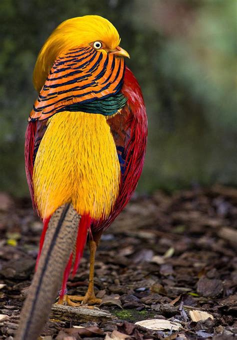 Golden Pheasant Fact And Information - Jual Ayam Hias