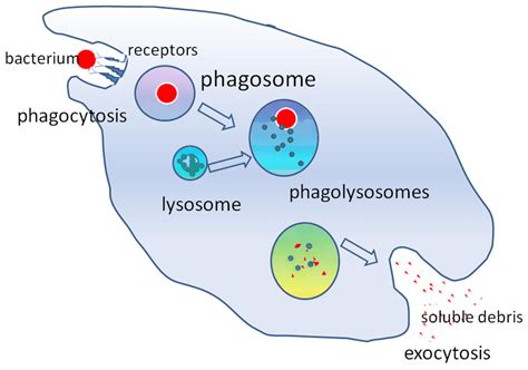 Phagocytosis