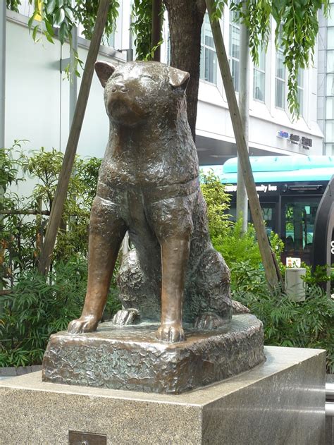 The statue of Hachi, the faithful dog, outside Shibuya Station in Tokyo ...