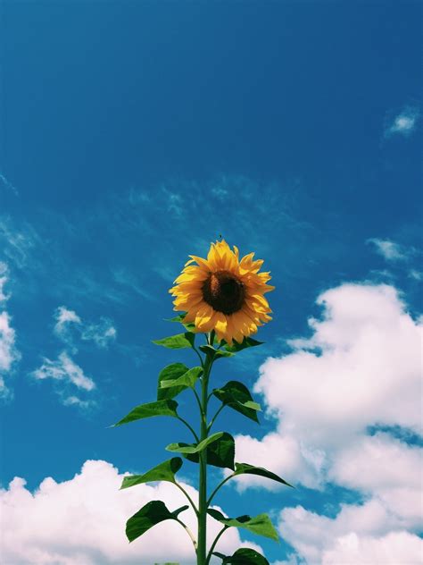 art , hipster , vintage , indie , soft grunge , sunflower , blue sky ...