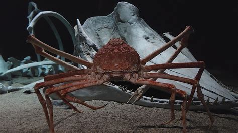 Japanese Giant Spider Crab