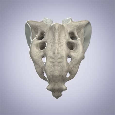 3d sacrum bone model