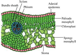 Leaf Cell Diagram