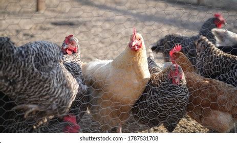 3,362 Chicken Wattle Images, Stock Photos & Vectors | Shutterstock