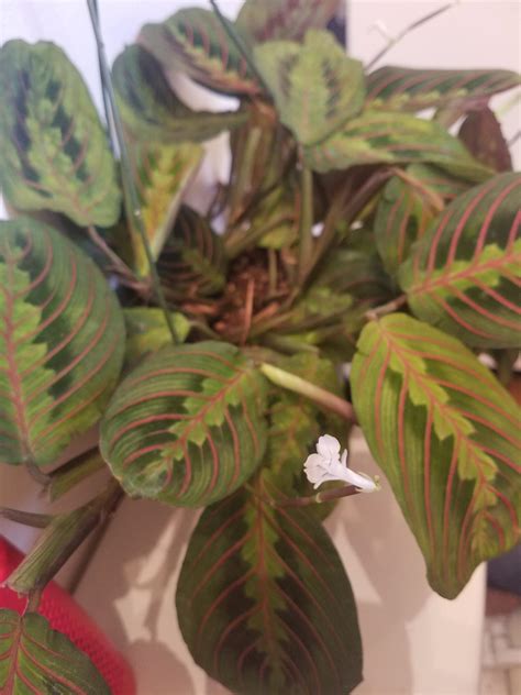 My prayer plant is flowering! : r/houseplants