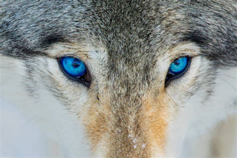 110+ Blue Eyes Wolf Stock Photos, Pictures & Royalty-Free Images - iStock