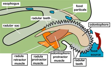 Radula - Alchetron, The Free Social Encyclopedia