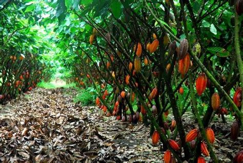 Growing Cacao - Cacao Production Guide | Dream garden, Fruit trees ...