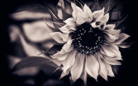 Black Wallpaper with White Flowers - WallpaperSafari