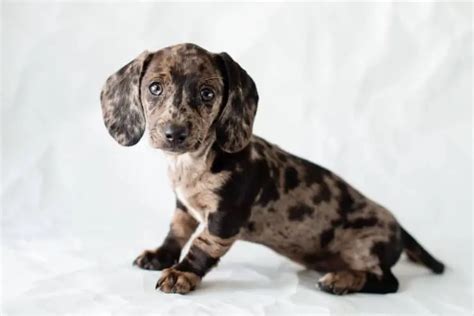 How Much Do Dapple Dachshund Puppies Cost