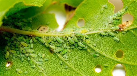 How to Get Rid of Aphids: 9 Effective Solutions | TreeNewal