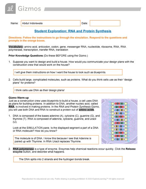 Worksheet Dna Rna And Protein Synthesis Key