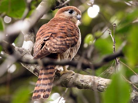 mauritius kestrel - eBird