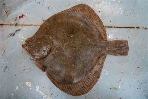 Flatfish Species