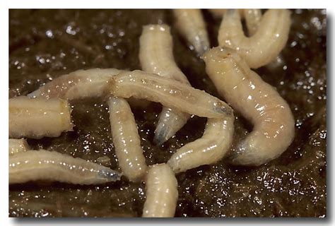 Australian Sheep Blowfly larvae - Lochman TransparenciesLochman ...